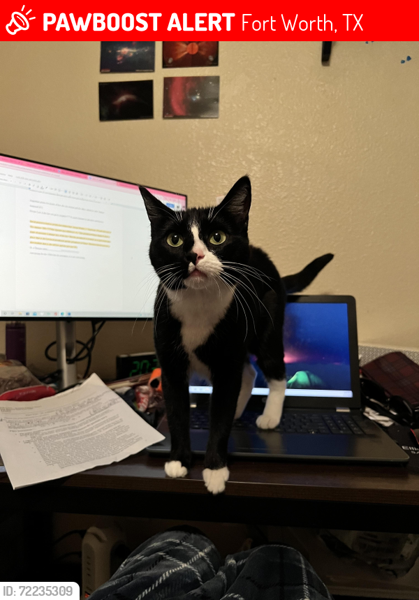 Lost Female Cat last seen Gallatin ln, Fort Worth, TX 76177