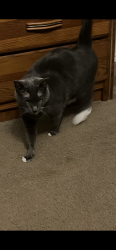 Lost Male Cat last seen Mustang vally Sa tx, San Antonio, TX 78244