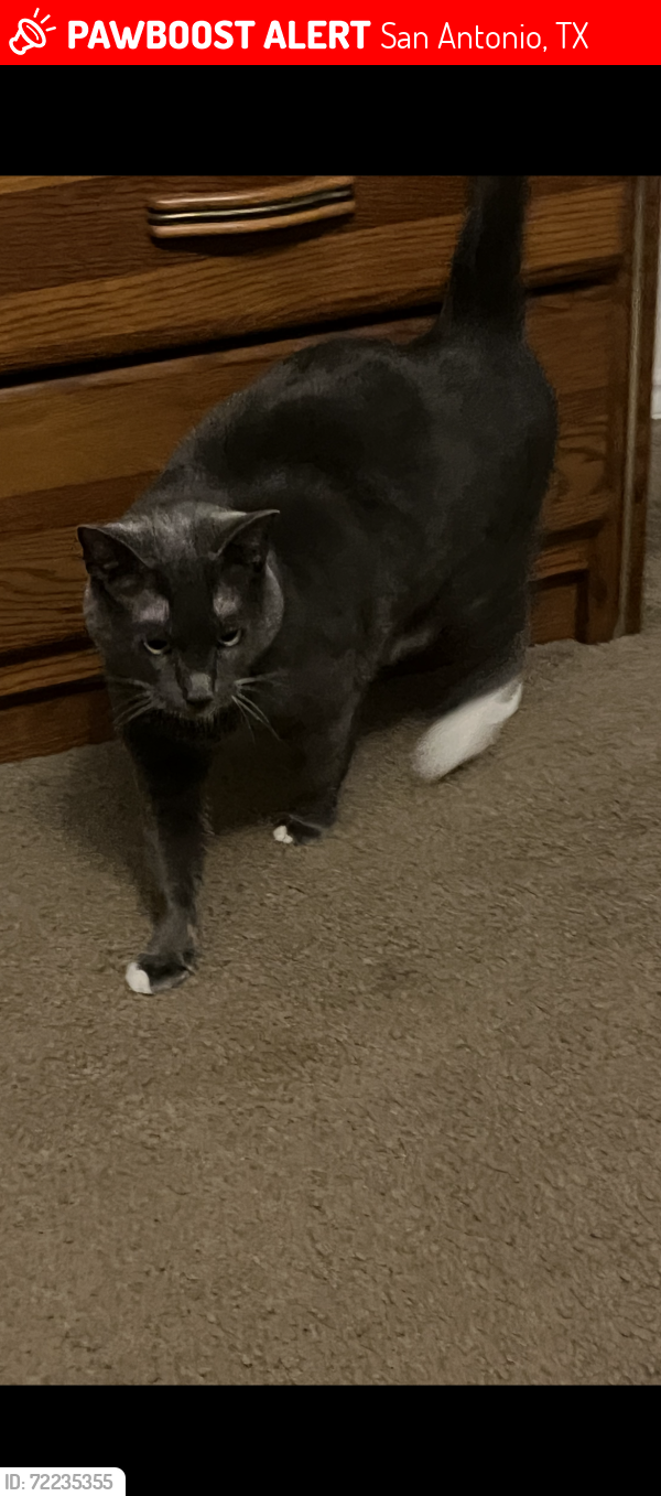 Lost Male Cat last seen Mustang vally Sa tx, San Antonio, TX 78244