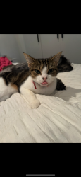 Lost Female Cat last seen Milleara road , Avondale Heights, VIC 3034