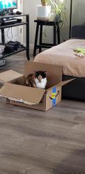 Lost Female Cat last seen 145th Ln SE Kent, Kent, WA 98042