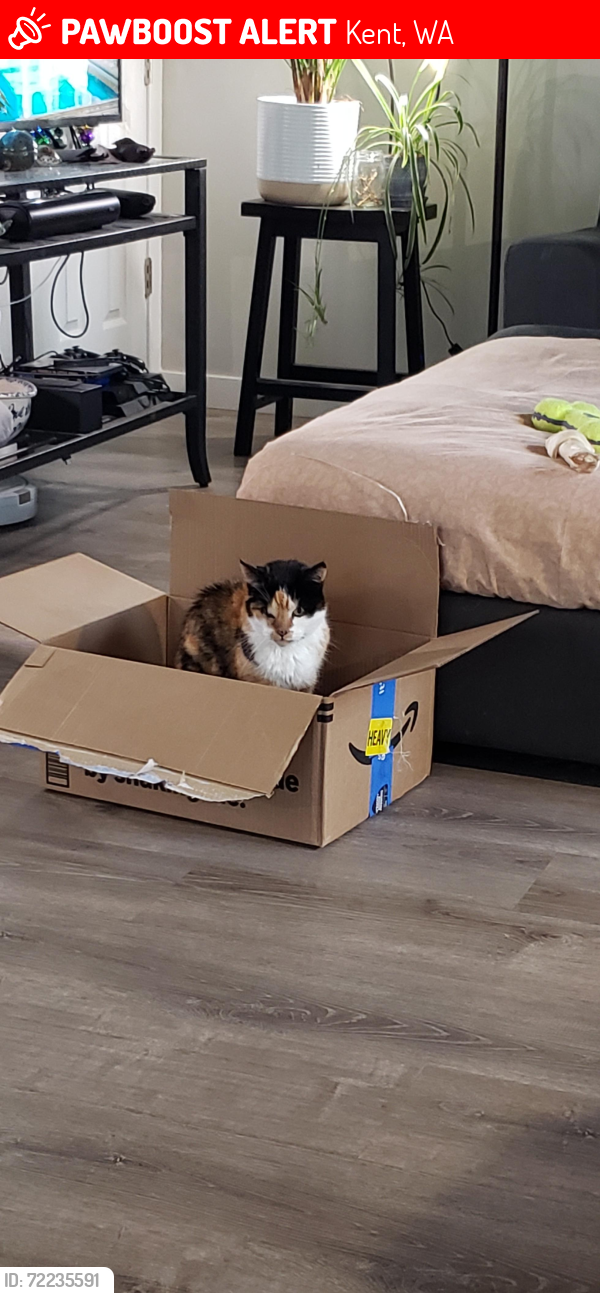 Lost Female Cat last seen 145th Ln SE Kent, Kent, WA 98042