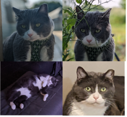 Lost Male Cat last seen Southside and Eastside, Edwardsburg, MI 49112