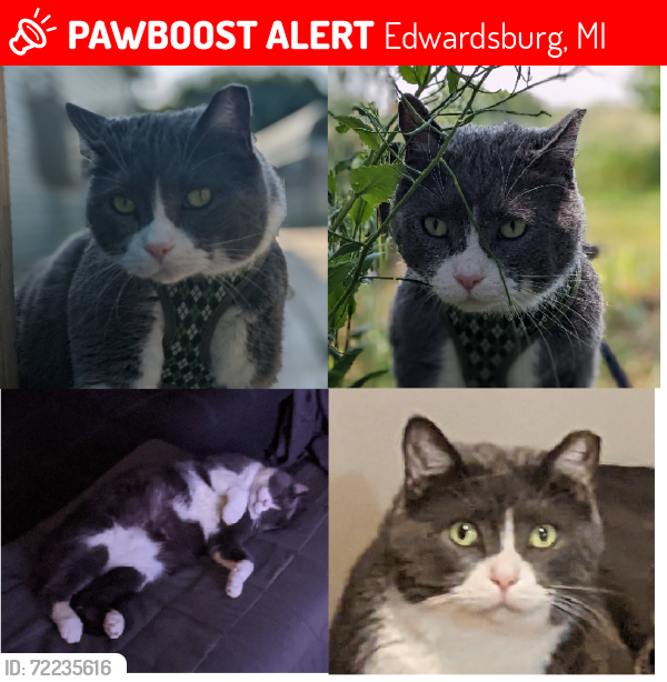 Lost Male Cat last seen Southside and Eastside, Edwardsburg, MI 49112