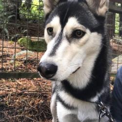 Lost Male Dog last seen Martin Elementary School, San Antonio, TX 78228