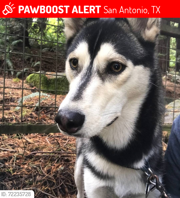 Lost Male Dog last seen Martin Elementary School, San Antonio, TX 78228