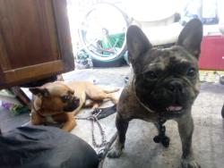 Lost Male Dog last seen Pch and Santa fe avenue, Long Beach, CA 90810