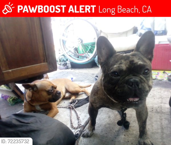 Lost Male Dog last seen Pch and Santa fe avenue, Long Beach, CA 90810