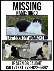 Lost Male Cat last seen Pond on Womacks/Lakeview/West Ridge, Blackfalds, AB T0M 0J0