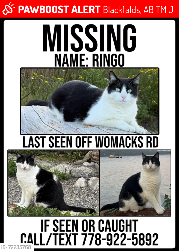Lost Male Cat last seen Pond on Womacks/Lakeview/West Ridge, Blackfalds, AB T0M 0J0