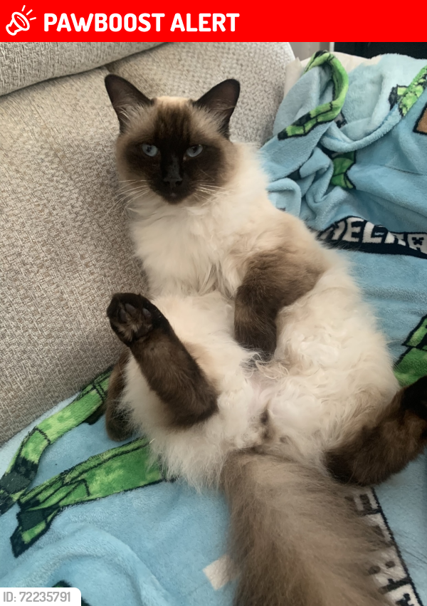 Lost Male Cat last seen Duke street winton eccles, Eccles, England M30 8HH