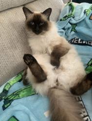 Lost Male Cat last seen Duke street winton eccles, Eccles, England M30 8HH