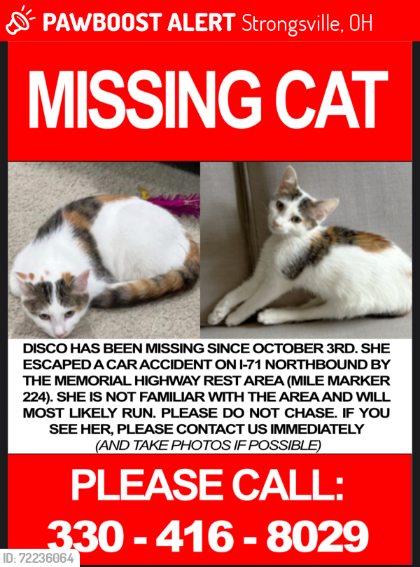 Lost Female Cat last seen Howe rd Strongsville OH, Strongsville, OH 44136