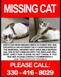 Lost Female Cat last seen Howe rd Strongsville OH, Strongsville, OH 44136