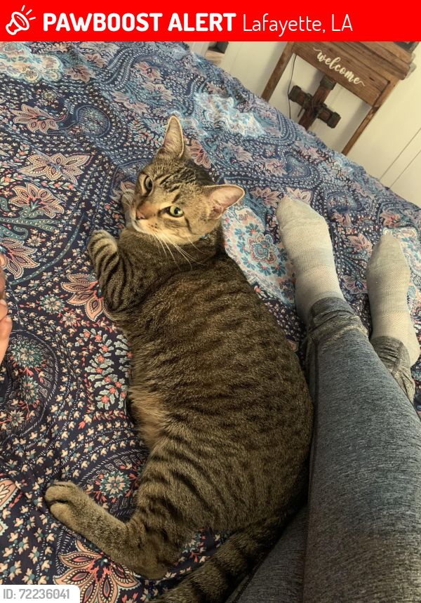 Lost Male Cat last seen Westgate rd , Lafayette, LA 70506