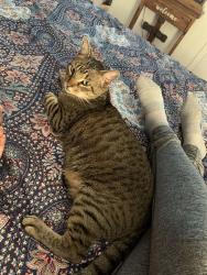 Lost Male Cat last seen Westgate rd , Lafayette, LA 70506
