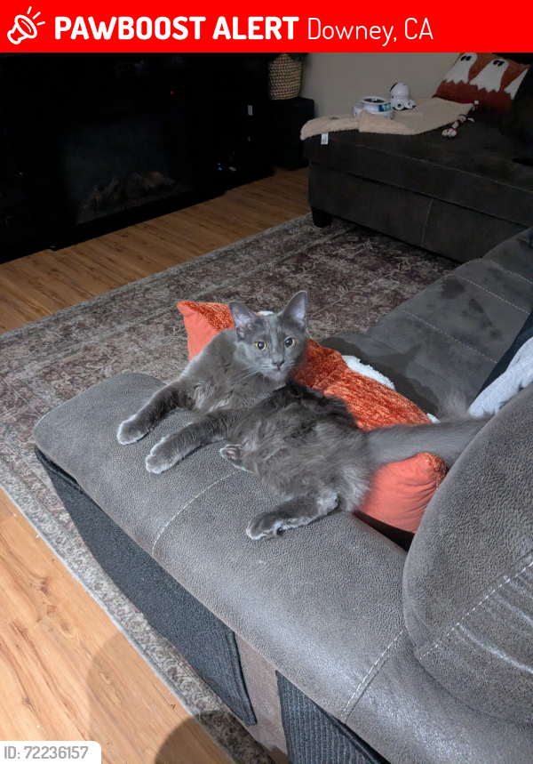 Lost Female Cat last seen Alameda and Downey ave, Downey, CA 90242
