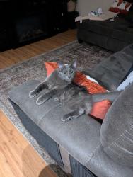 Lost Female Cat last seen Alameda and Downey ave, Downey, CA 90242