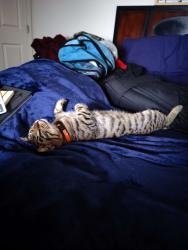 Lost Male Cat last seen University of South Alabama, Mobile, AL 36608