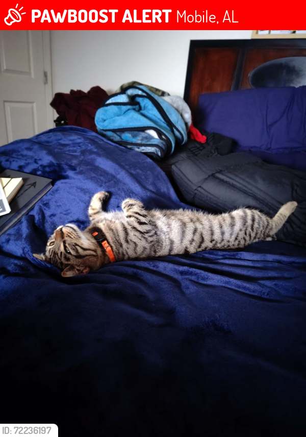 Lost Male Cat last seen University of South Alabama, Mobile, AL 36608
