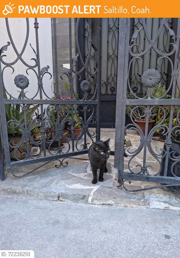 Found/Stray Female Cat last seen Calle 7. Entre calle 18 y calle 4, Saltillo, Coah. 25096