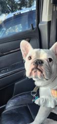 Lost Female Dog last seen Wilkerson and swift, Ridge Wood Heights, FL 34231