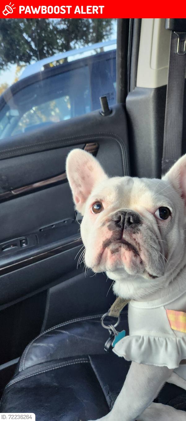 Lost Female Dog last seen Wilkerson and swift, Ridge Wood Heights, FL 34231