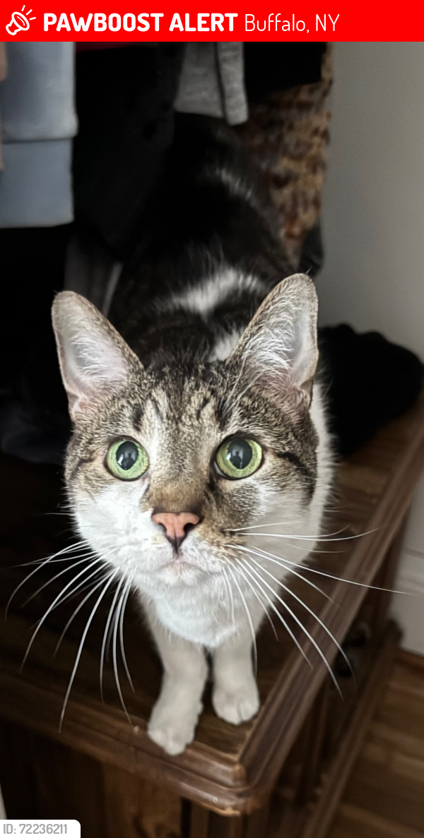 Lost Female Cat last seen Roswell Ave and Tonawanda St, Buffalo, NY 14207