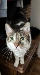 Lost Female Cat last seen Roswell Ave and Tonawanda St, Buffalo, NY 14207