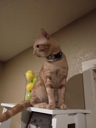 Lost Male Cat last seen Wagon Crossing @ Guilford Forge , Universal City, TX 78148