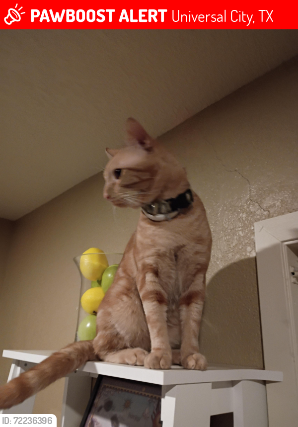 Lost Male Cat last seen Wagon Crossing @ Guilford Forge , Universal City, TX 78148