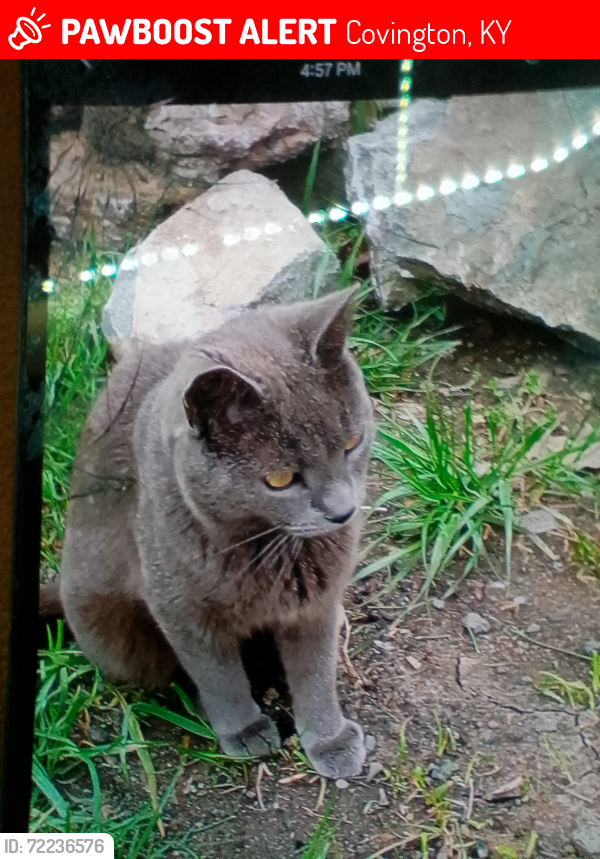Lost Male Cat last seen Doe run, Kenton county animal shelter , Covington, KY 41017