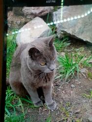 Lost Male Cat last seen Doe run, Kenton county animal shelter , Covington, KY 41017