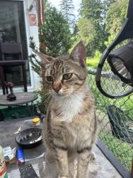 Lost Male Cat last seen Missing from Village on the Lochs in Canby, OR, Canby, OR 97013