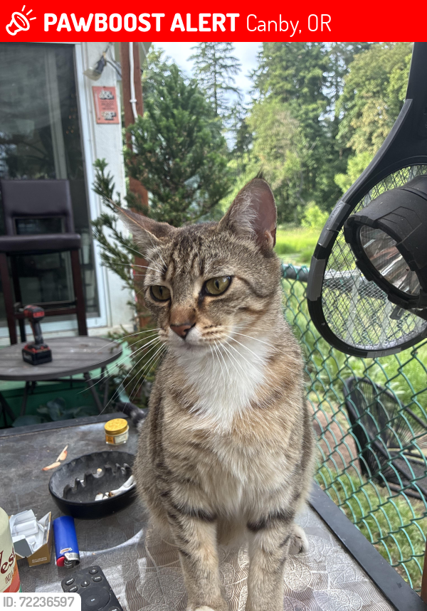 Lost Male Cat last seen Missing from Village on the Lochs in Canby, OR, Canby, OR 97013