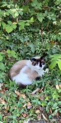Lost Male Cat last seen Madrona, Eugene, OR 97403