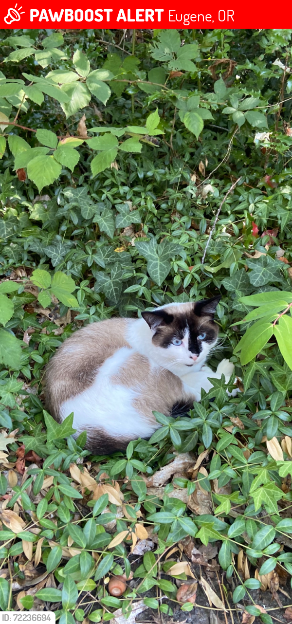 Lost Male Cat last seen Madrona, Eugene, OR 97403