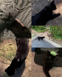 Lost Female Cat last seen Gunn rd, Randolph ave , Julie ann Ct, Kenneth ave , eastwood apmts , Marvin marshall school, Walnut ave  , Garfield avee, Carmichael, CA 95608