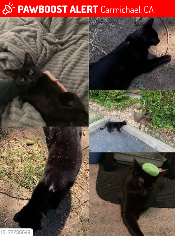 Lost Female Cat last seen Gunn rd, Randolph ave , Julie ann Ct, Kenneth ave , eastwood apmts , Marvin marshall school, Walnut ave  , Garfield avee, Carmichael, CA 95608
