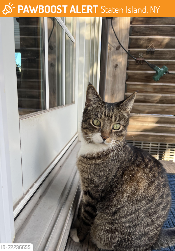 Found/Stray Unknown Cat last seen La Guardia, Staten Island, NY 10314