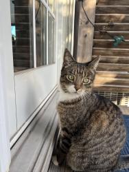 Found/Stray Unknown Cat last seen La Guardia, Staten Island, NY 10314