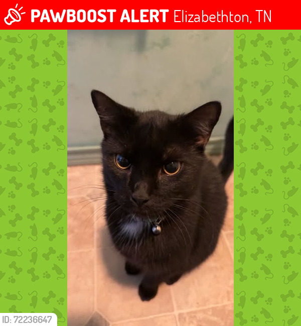 Lost Male Cat last seen Stoney Creek, Elizabethton, TN 37643
