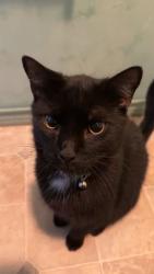 Lost Male Cat last seen Stoney Creek, Elizabethton, TN 37643