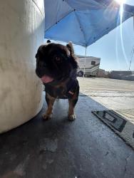 Lost Male Dog last seen McCreery and e Williams st, San Jose, CA 95116