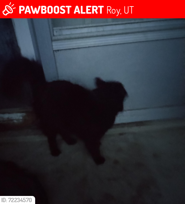 Lost Male Cat last seen Near s roy ut, Roy, UT 84067