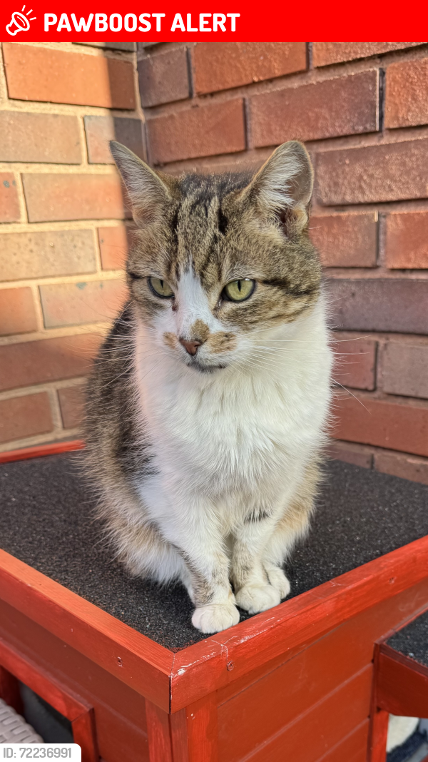 Lost Female Cat last seen Craymill Square Dartford, Greater London, England DA1 4SG