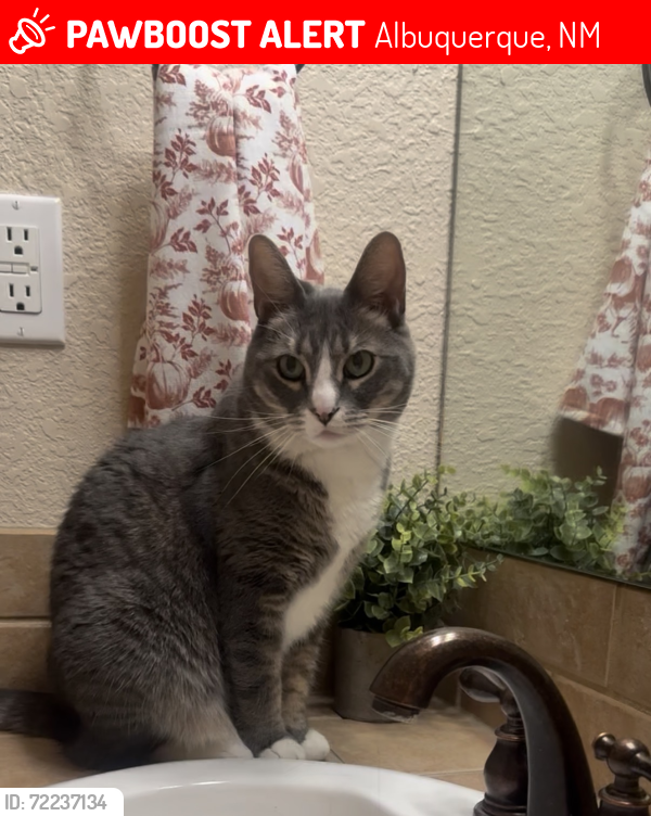 Lost Female Cat last seen Oxbow park area , Albuquerque, NM 87120
