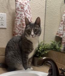 Lost Female Cat last seen Oxbow park area , Albuquerque, NM 87120