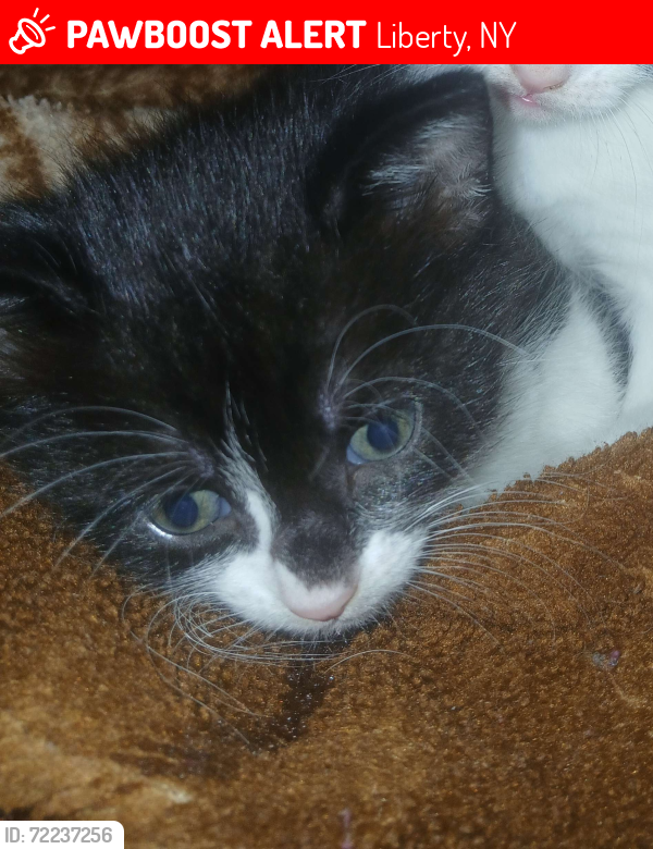 Lost Female Cat last seen Main street, Liberty NY, Liberty, NY 12754