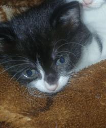 Lost Female Cat last seen Main street, Liberty NY, Liberty, NY 12754